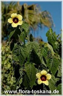 hibiscus_calyphyllus_8_-_311006.jpg