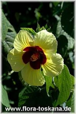 hibiscus_calyphyllus_6_-_311006.jpg