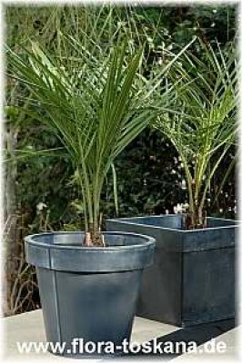 jubaea_chilensis_1_-_261105.jpg