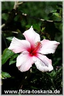 hibiscus_mutabilis_-_digi.jpg