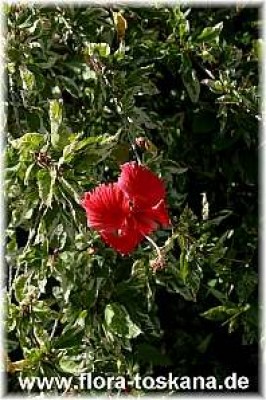 hibiscus_rosa-sinensis_variegata_-_011106.jpg