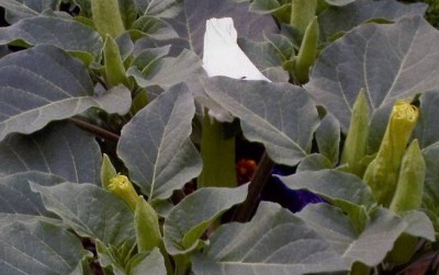 datura weiß.jpg