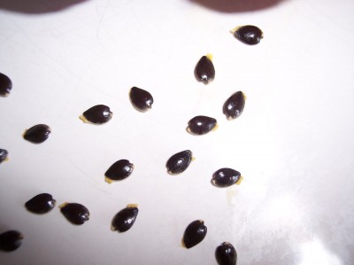 passi seeds 005klein.jpg