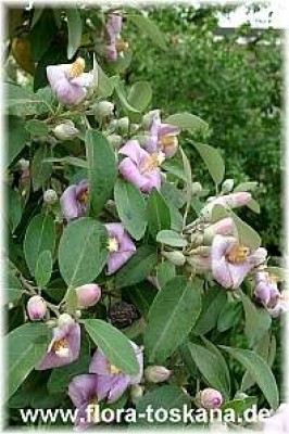 lagunaria_patersonii_2_-_digi.jpg