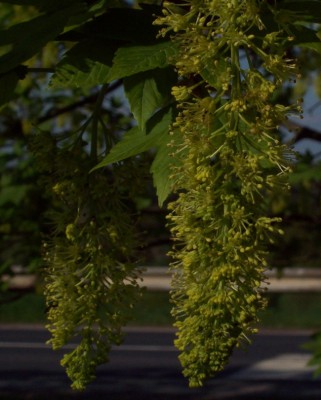 Ahorn (Berg)- Blüte.jpg