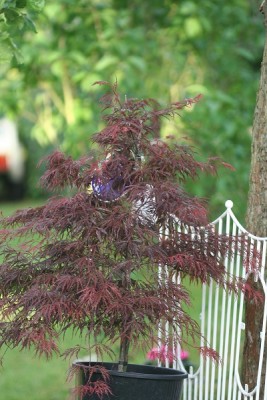 Acer palmatum.jpg