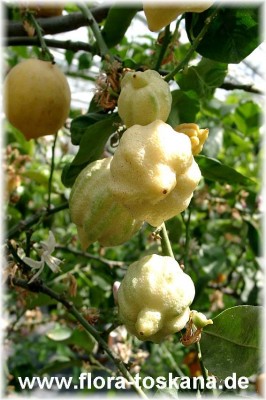 citrus_limon_canaliculata6_-_digi.jpg