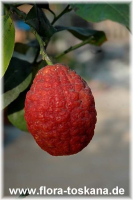 citrus_limon_rosso3_-_251105.jpg