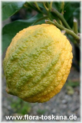 citrus_limon_x_medica_rugosa_11_-_digi.jpg