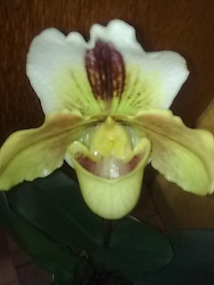 Frauenschuh'Orchide....JPG