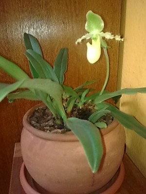 Frauenschuh'Orchidee.JPG