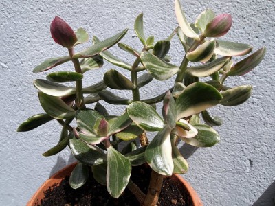 Crassula.jpg