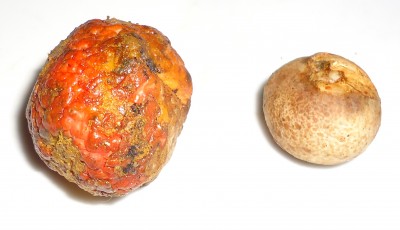 Rote Frucht mit grossem Samen, DSC04503.JPG