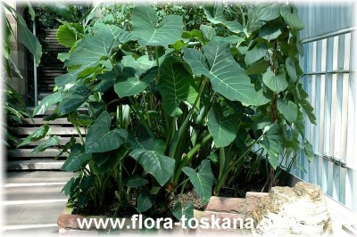 colocasia_esculenta_2_-_260705.jpg