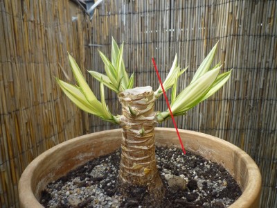 Yucca 2A - 2011.05 - 15cme (2).JPG