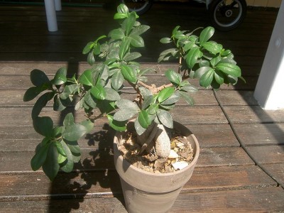 Ficus.JPG