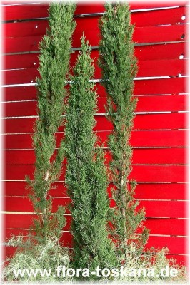 cupressus_sempervirens_2_-_digi.jpg