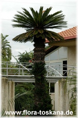 cycas_revoluta_12.jpg