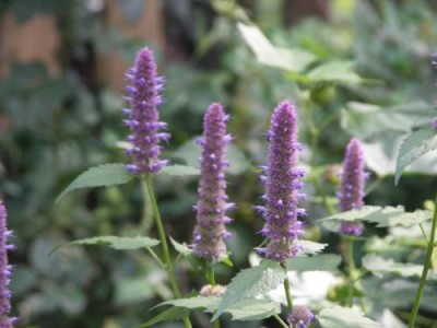 Agastache_20090907.jpg