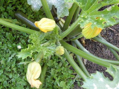 Zucchini, unten 06.07.07.JPG