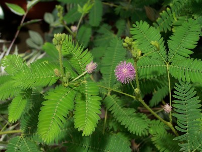 mimosa-pudica.jpg