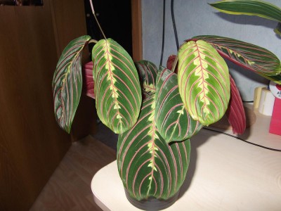 Maranta Fascinator 2.JPG