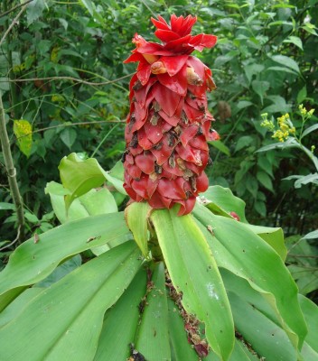 78. unbekannte Pflanze, Costus vielleicht, DSC04700.JPG