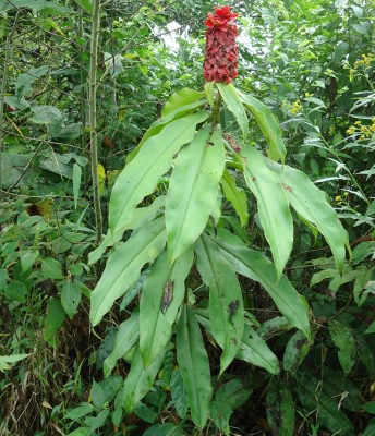 78. unbekannte Pflanze, Costus vielleicht, DSC04699.JPG