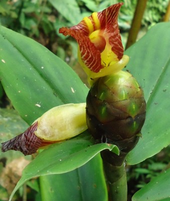 77. unbekannte Pflanze, Costus sp., 2011.06.03., DSC04729.JPG
