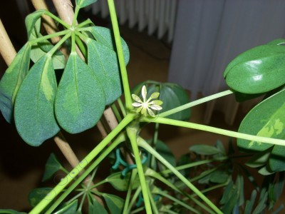 schefflera.jpg