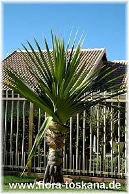 pandanus_utilis_8_-_280905.jpg