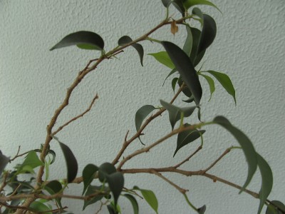 Ficus... Dingsi (2).JPG