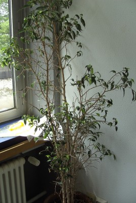Ficus... Dingsi (1).JPG