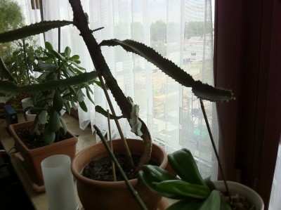 krumme Euphorbia.jpg