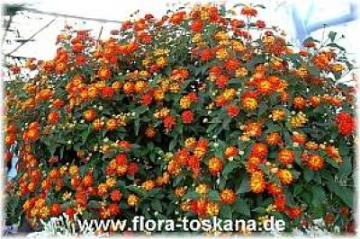 lantana_camara_bluete_orange-gelb_12-_120705.jpg