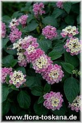 lantana_camara_3_-_290406.jpg