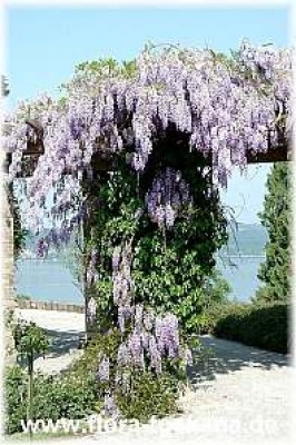 wisteria_sinensis_2_-_digi.jpg