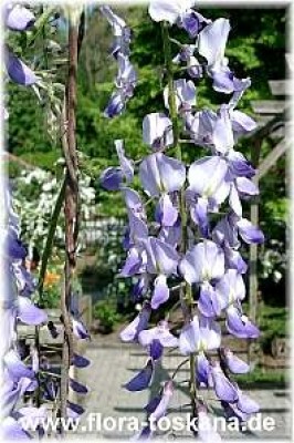 wisteria_sinensis_4_-_digi.jpg