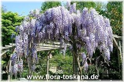 wisteria_sinensis_5_-_digi.jpg