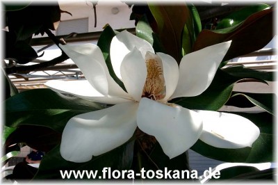 magnolia_grandiflora_4_-_digi.jpg