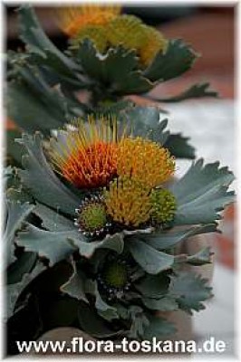 leucospermum_mundii_calypso_orange_5_-_300207.jpg