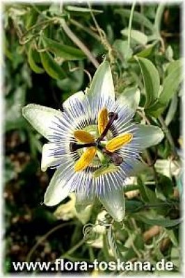 passiflora_caerulea_1_-_digi.jpg