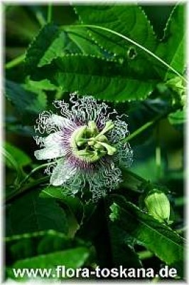 passiflora_edulis_-__220405.jpg