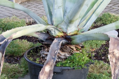 agave2.jpg