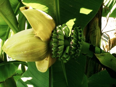Banane 2.jpg