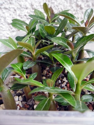 Adenium_Aussaatschale.jpg