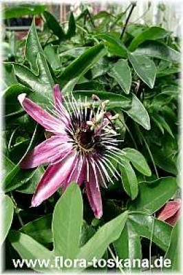 passiflora_x_violacea_1_-_180604.jpg