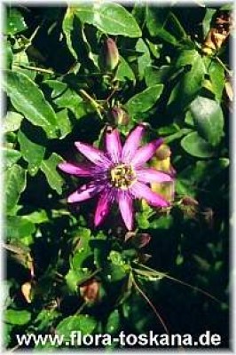 passiflora_amethyst_-_dia.jpg