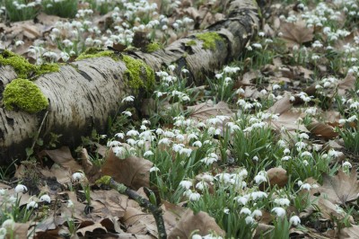 2491-Schneegloeckchen.jpg