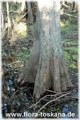 taxodium_distichum7_-_221006.jpg